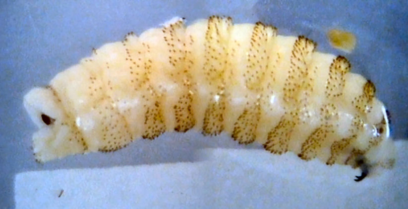 Larva de <em>Hypoderma lineatum</em> 