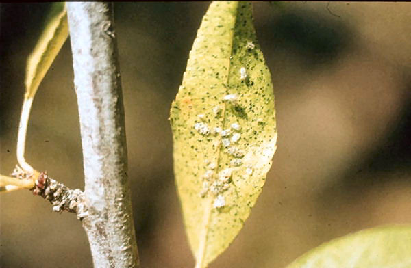 <em>Monosteira unicostata </em>sobre hojas de almendro