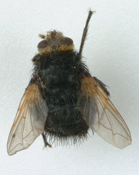 <p><em>Echinomyia grossa</em></p>