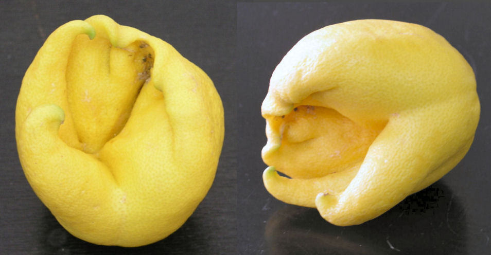 Deformaciones de los limones por ataque del <em>Aceria sheldoni</em>
