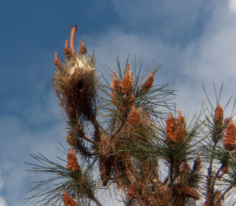 Bolsón en <em>Pinus pinaster</em>