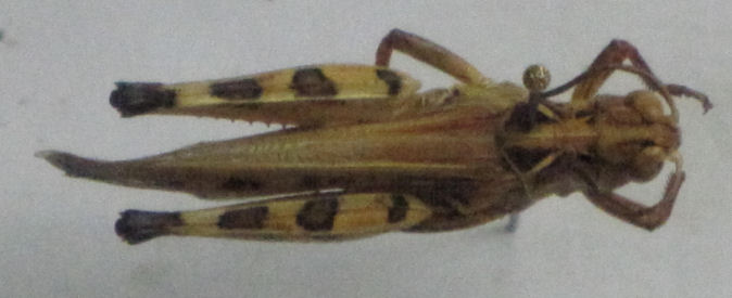 <em>Dociostaurus maroccanus - </em>Langosta común</p>