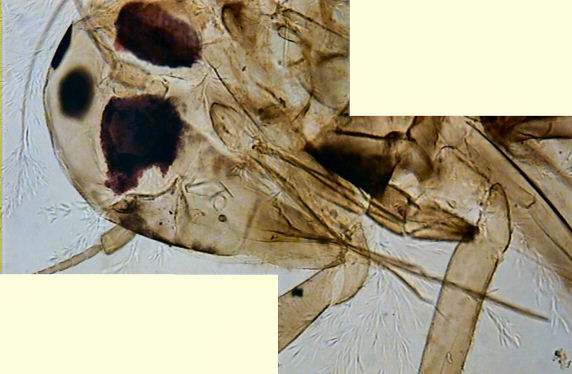 Detalle del aparato bucal de un macho de cicadélido