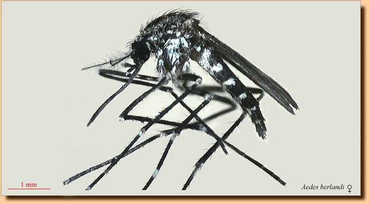 <p><em>Aedes berlandi </em>(hembra)</p>© IRD éditions /Villepoux J.