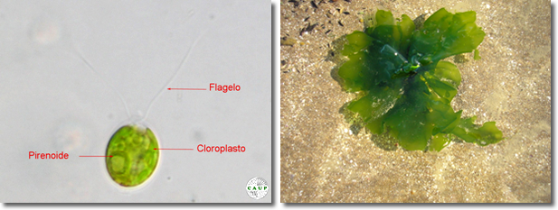 ejemplos de algas unicelulares