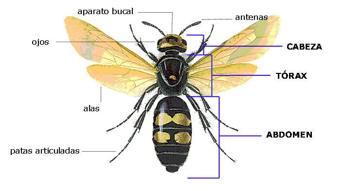 Resultado de imagen para insectos partes