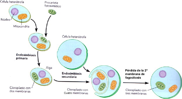 endosimbiosis