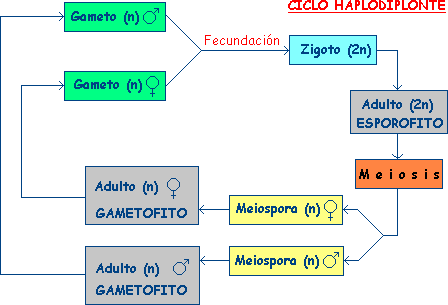 algas_cicloaplodiplonte