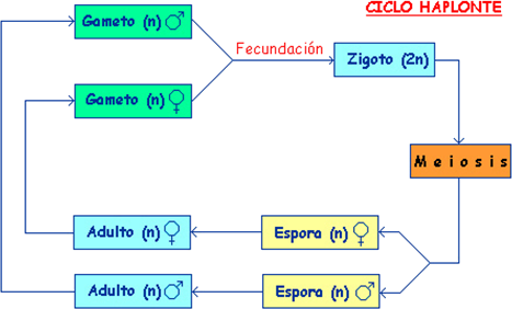 ciclo_aplonte